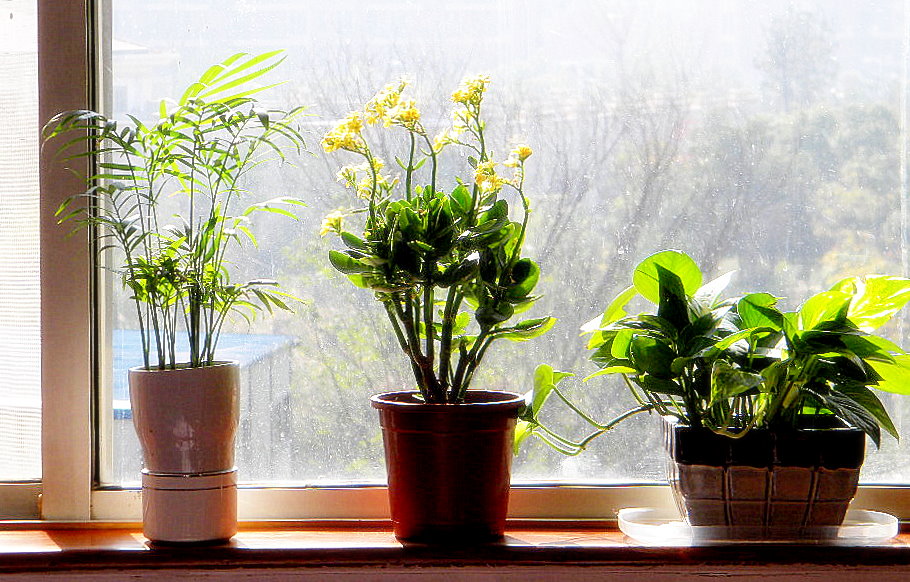 indoor-plants-low-light2