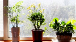 Pozitívne účinky izbových rastlín