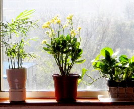 Pozitívne účinky izbových rastlín